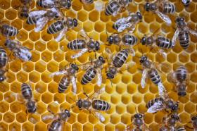 Panal de abejas. Hallan trazas de insecticidas en la miel de diferentes países.