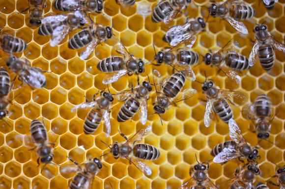 Bienen in einer Wabe