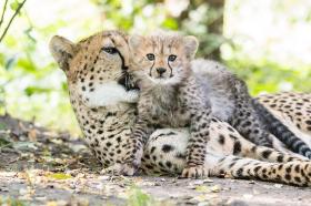 Cheetah cub and mother