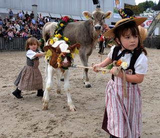 Siegenthaler家的小姐妹在动物比赛场上，想把他们家的小牛犊牵走，2009年