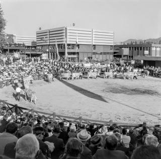 开幕式上牲畜和它们的主人入场，1967年。