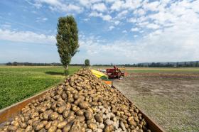 Un véhicule rempli de pommes de terre dans un champ.
