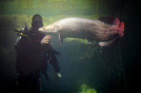 Un plongeur avec un gros poisson à Aquatis