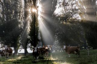 草原に佇む牛たち