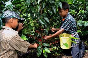 Enfants dans une plantation de café