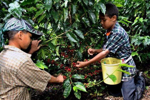 Enfants dans une plantation de café