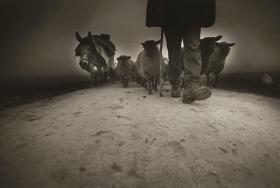 「道を行く羊飼いのルイジ、１９９０年」の写真
