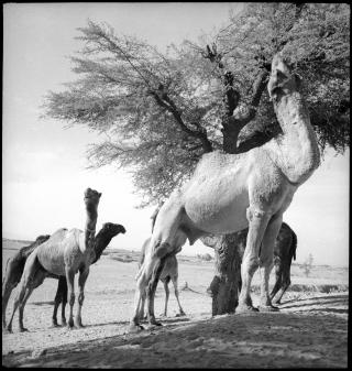 Gruppe von Kamelen unter Baum