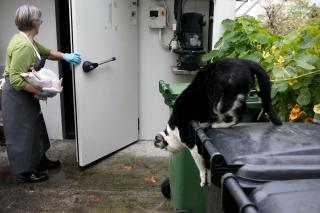 Bäuerin bringt Truthuhn in den Kühlraum, eine Katze springt nach