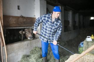 Bauer im Stall, eine Kuh im Hintergrund