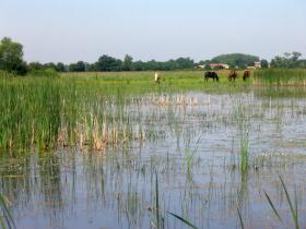 A pond with horses grazing in the background