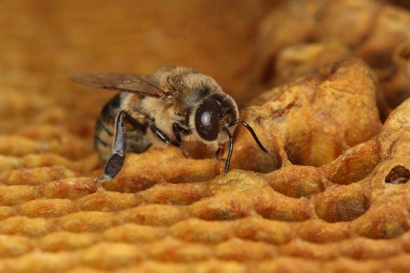 A honey bee emerges from a honeycomb