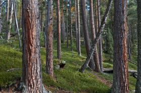 The forest at Plan Perio in the Swiss National Park in canton Graubünden.