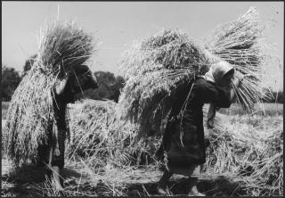 Campesinos en Plovdiv, en el sur de Bulgaria.