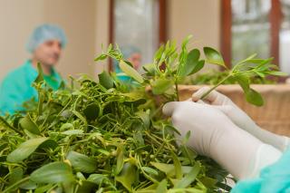 Arbeiter in grüner Laborkleidung sortieren die Pflanzen