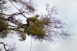 Ein Mann sammelt Misteln in den Ästen eines Baumes