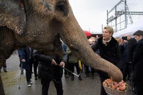 Una elefanta entrega un ramo de rosas a senadora Karin Keller-Sutter