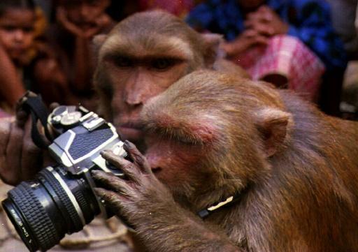 Macaco que tirou uma selfie é a personalidade do ano para a PETA