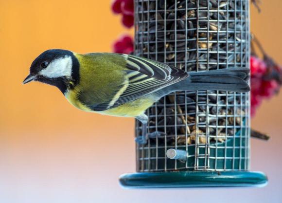 鳥のえさ台にとまる小鳥