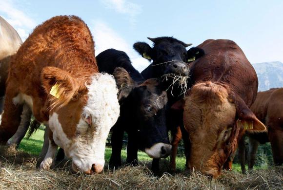 Swiss cows in close up
