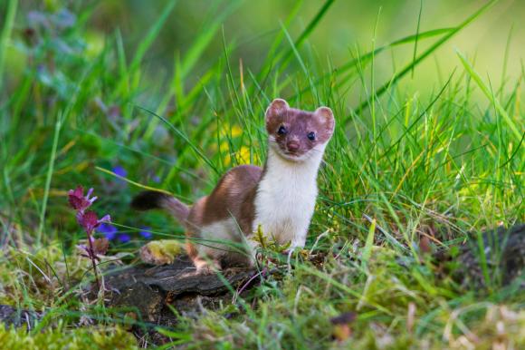 A stoat in high grass