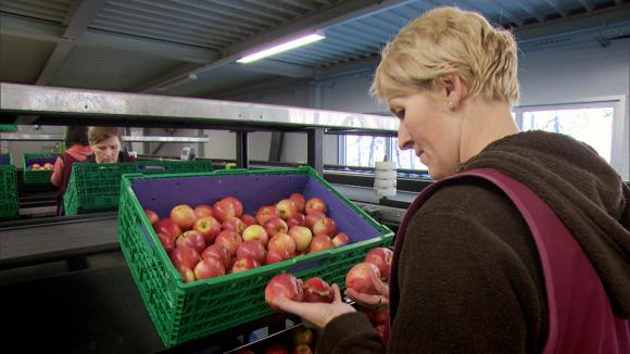 Woman sorting apples.