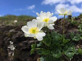 高山植物争夺养料和生存空间 Swi Swissinfo Ch