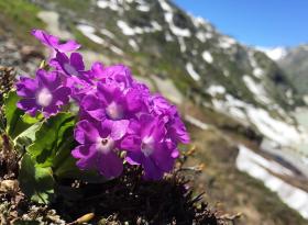 Flor pulsatila alpina