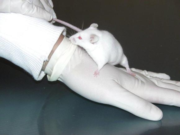 A lab mouse being held by a scientist at the university in Muenster, Germany.