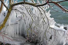 A picture of a tree covered in icicles
