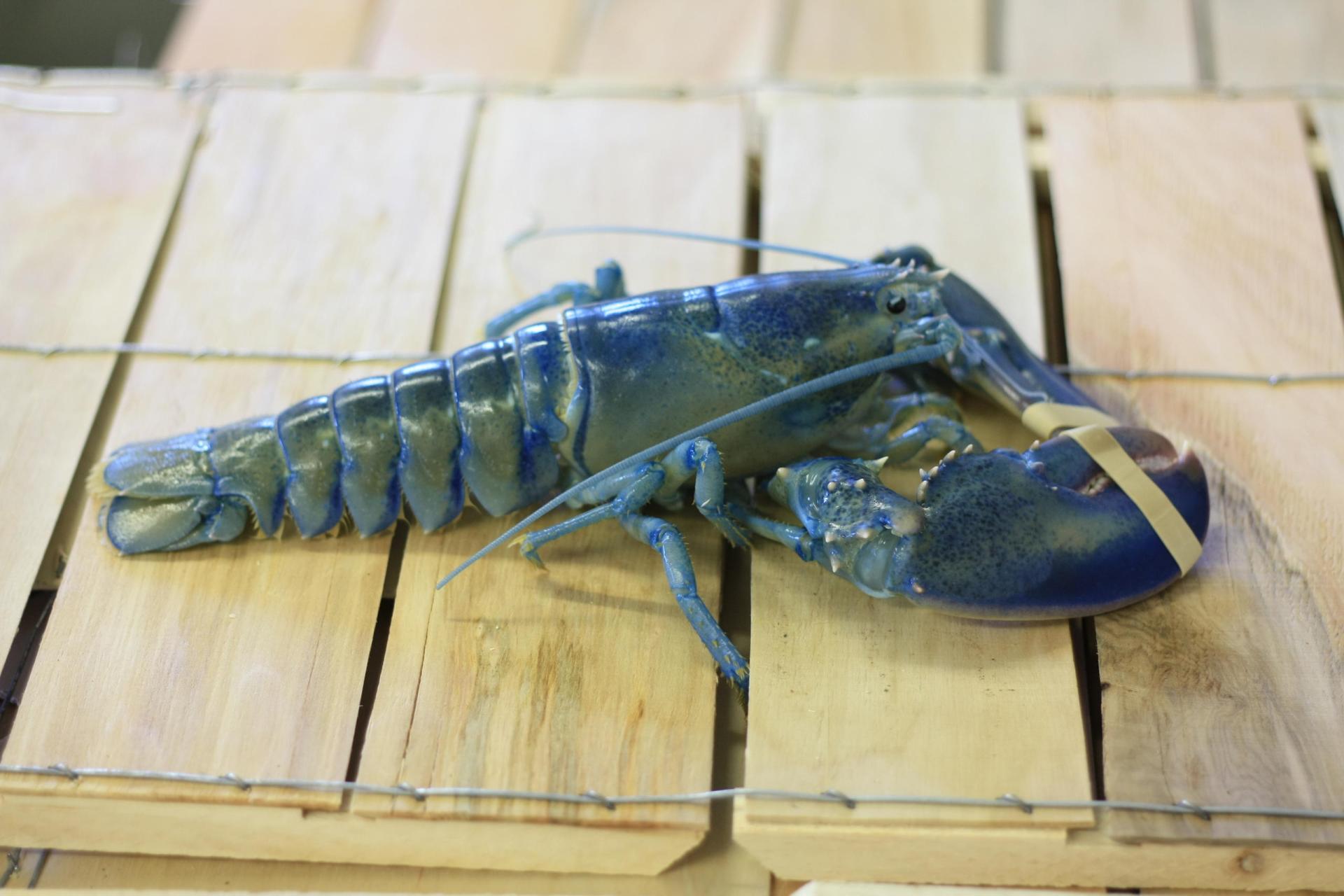 How to kill a lobster: humanely, say the Swiss - SWI 