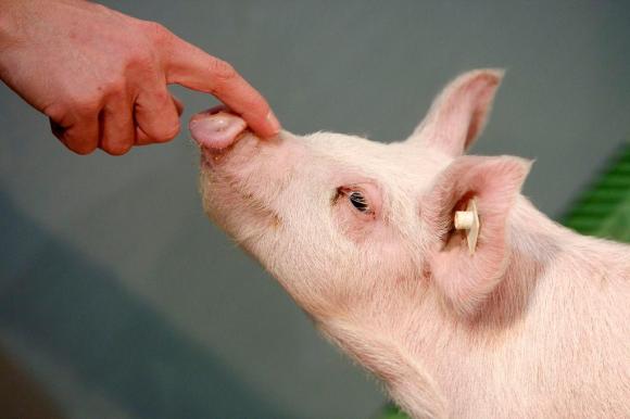 A piglet being stroked
