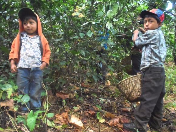 Niños guatemaltecos en los cafetales desde temprana edad