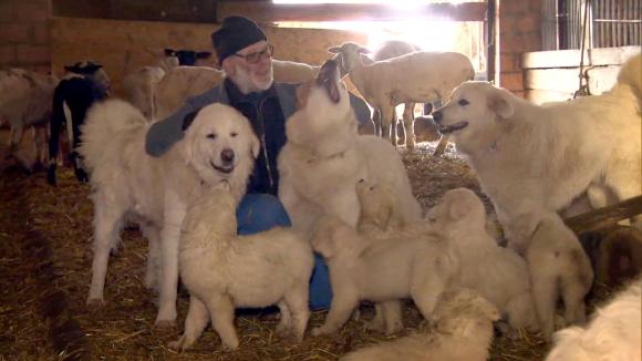 A breeder and his dogs