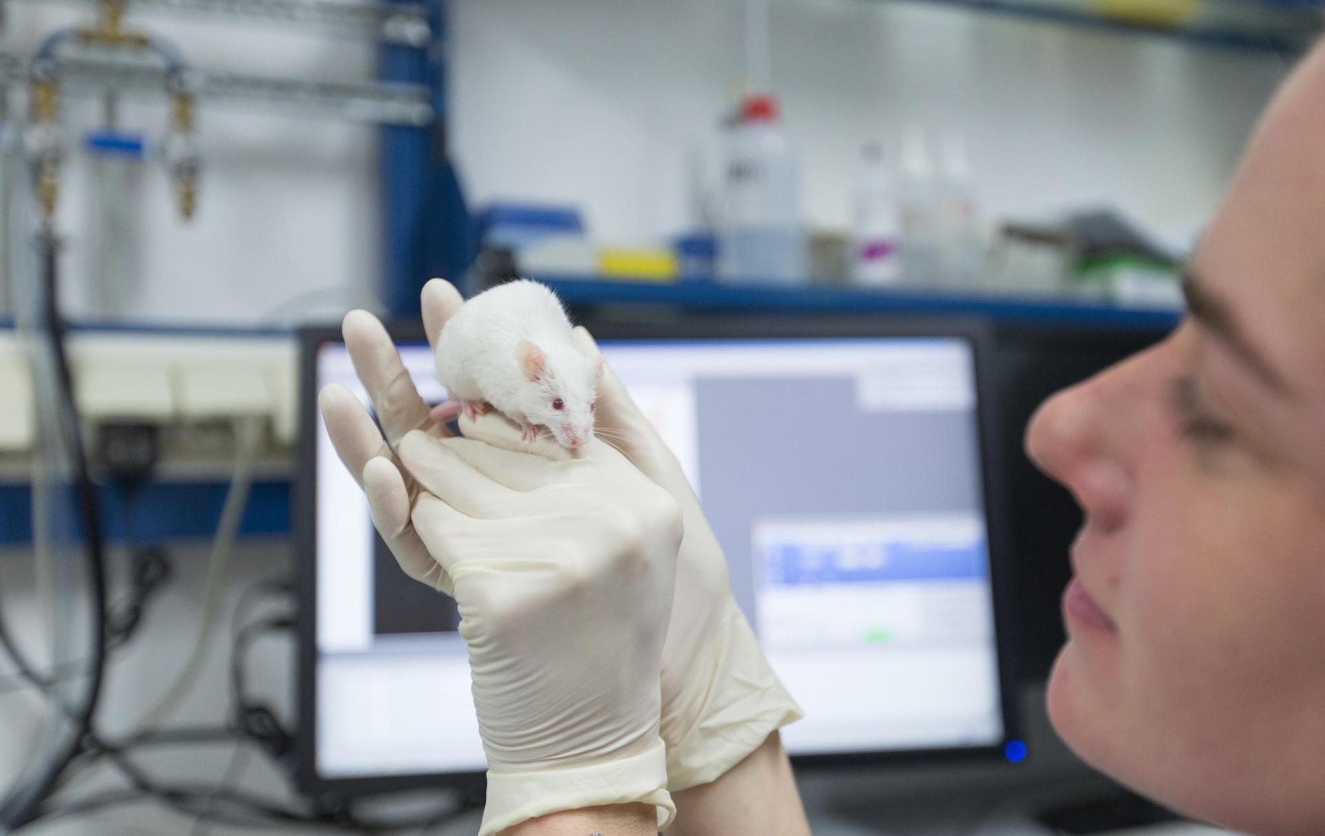 Should journalists be more critical of research involving animals? - SWI  