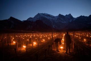 مشاعل مُضاءة لتدفئة مزارع كروم في سويسرا