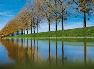 ヴォー州イヴェルドン・レ・バンの川沿いに立つポプラの木。川岸の侵食、洪水を防ぐ