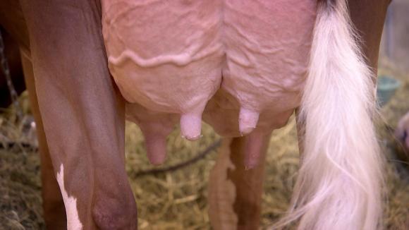 Closeup of a cow s udder