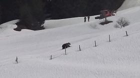 Bear walking in snow near to two people