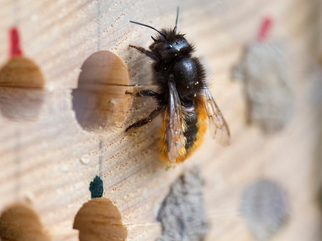 abeilles sauvages suisse anti aging