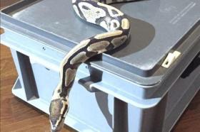 Serpiente pitón real hallada en el departamento de Dietikon.