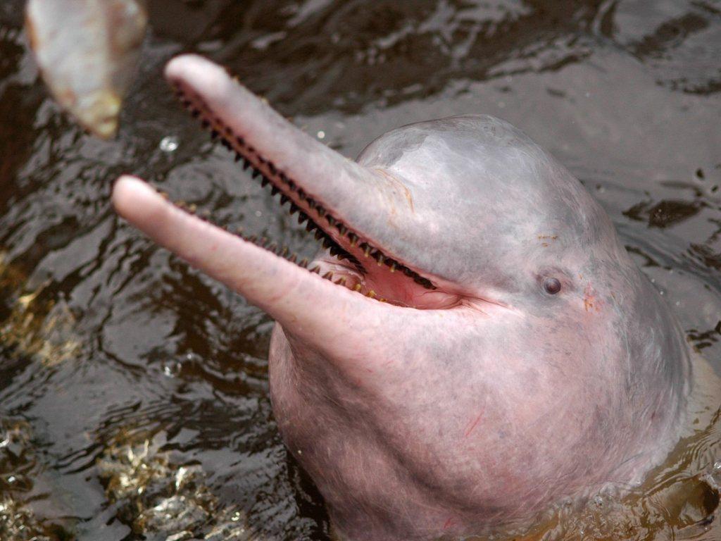 Disparition Rapide Des Dauphins D Eau Douce D Amazonie Swi Swissinfo Ch Disparition Rapide Des Dauphins D Eau Douce D Amazonie Swi Swissinfo Ch