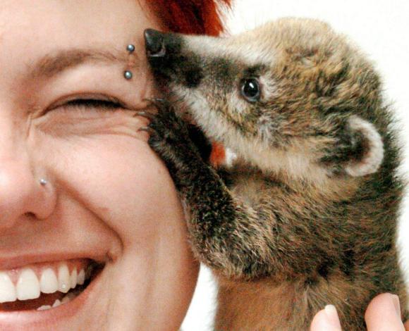 Face of a smiling woman with a baby coati snuggled against her cheek.