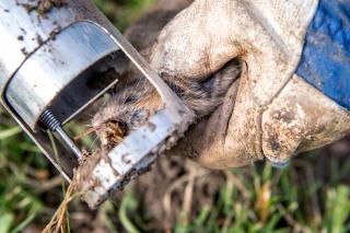バチン スイスの女性駆除員がとどろかすネズミの死の音 Swi Swissinfo Ch