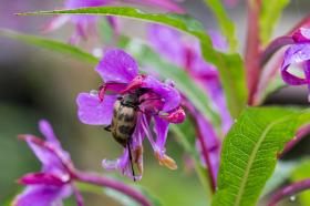 beetle on a flower