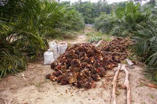 Récolte des fruits du palmier à huile.