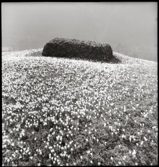 Miststock in einem Blumenfeld