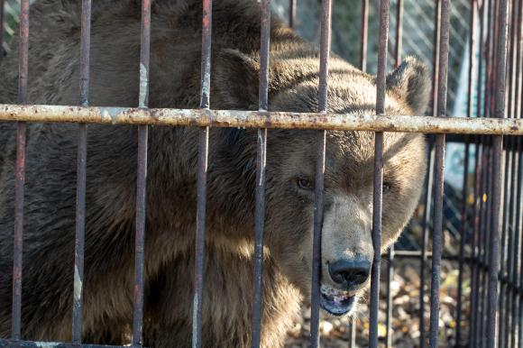 Napa, the brown bear, in a small cage