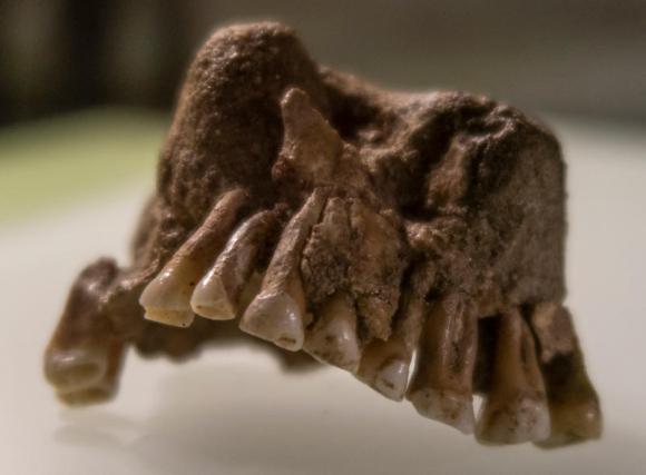 Ancient jaw displayed in museum