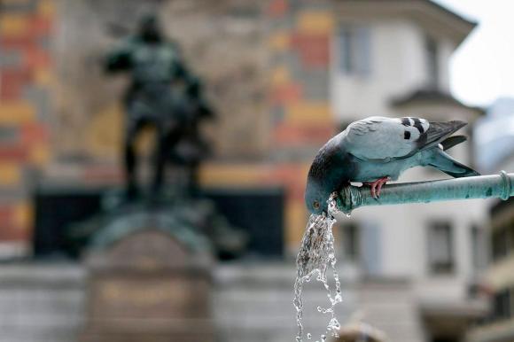 Pigeon drinking from fountain
